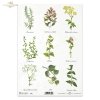 kitchen, spices, herbs, herbs, herbarium, mint, nettle, rosemary, R401